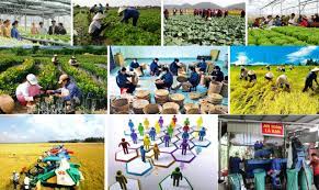 Hợp tác xã nông nghiệp vượt khó góp phần thúc dẩy tăng trưởng kinh tế